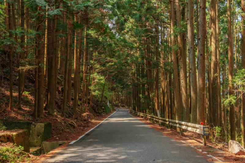 [ 丸山千枚田俯瞰 ]  