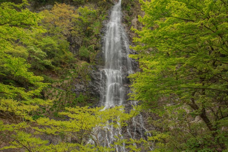 [ 新緑の天滝 ]  新緑萌える秘境で天から静かに降り注ぐ水の流れは、天然のミストシャワー。