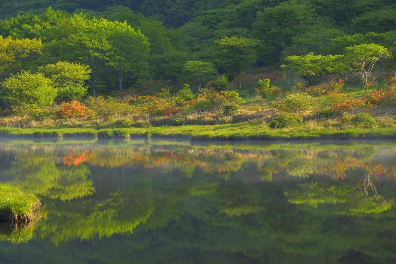 ツツジのシンメトリー| 朝霧が消えると、湖畔の木々とレンゲツツジが水面に映り込んできました。