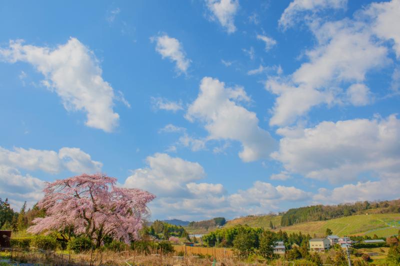 彌三吉桜| 