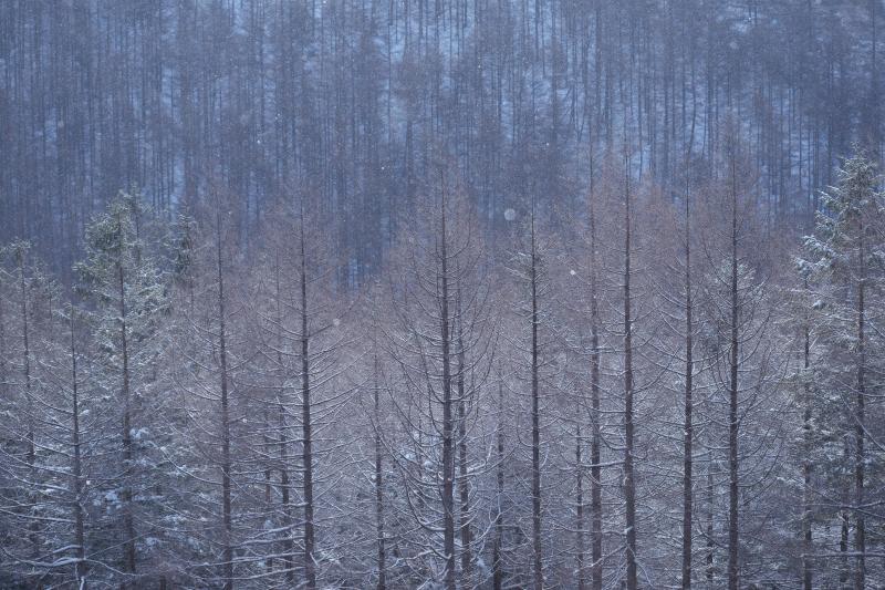 [ 霧ヶ峰 霧氷 ]  