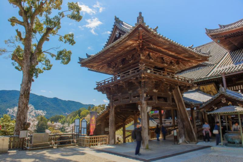 [ 長谷寺の桜 ]  