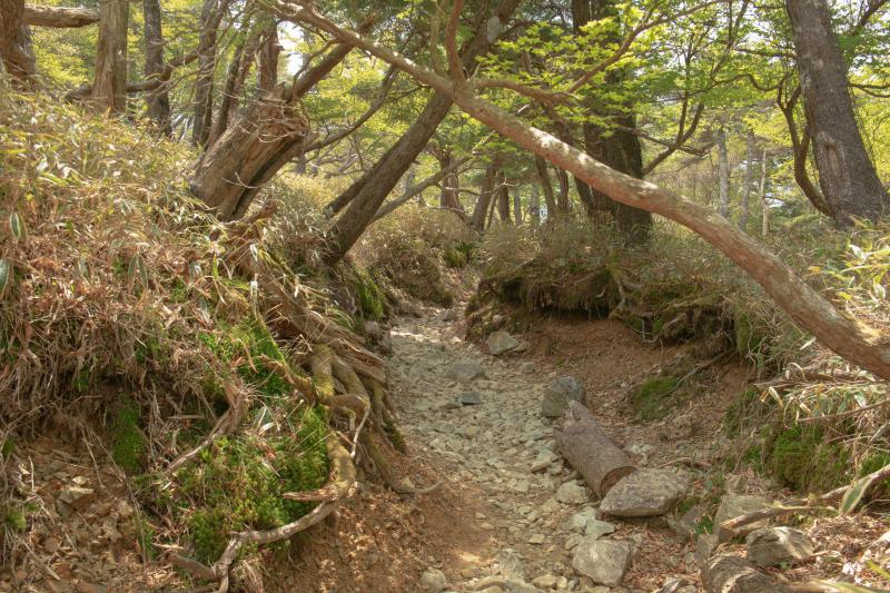 [ 大台ケ原 ]  