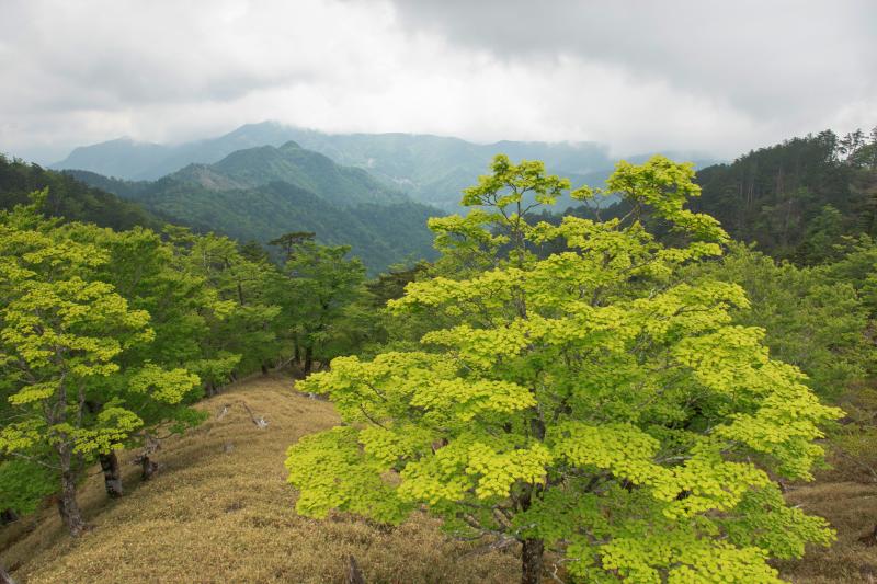 [ 大台ケ原 ]  