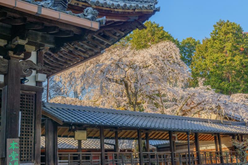 十輪寺の桜| 