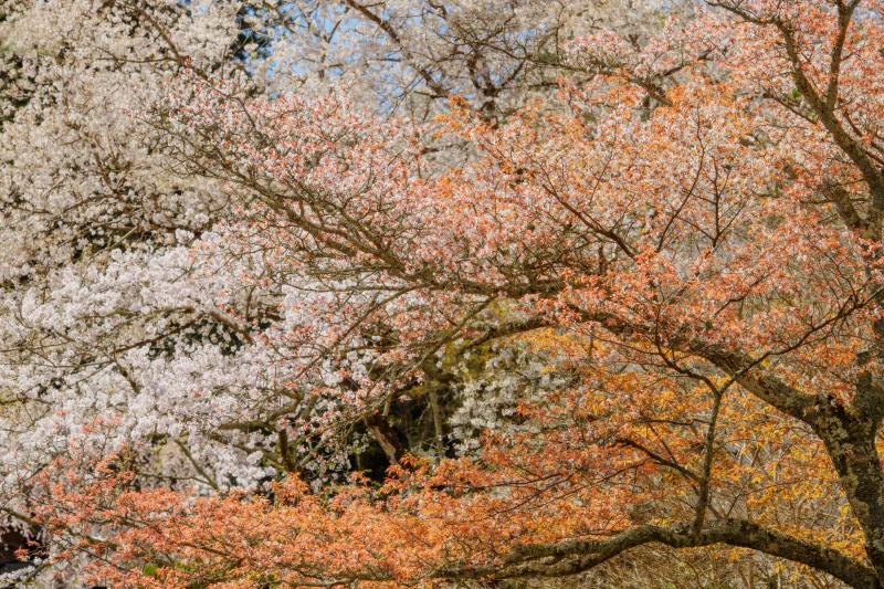 [ 長谷寺の桜 ]  