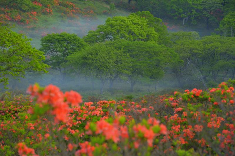 [ 白樺牧場 レンゲツツジ ]  