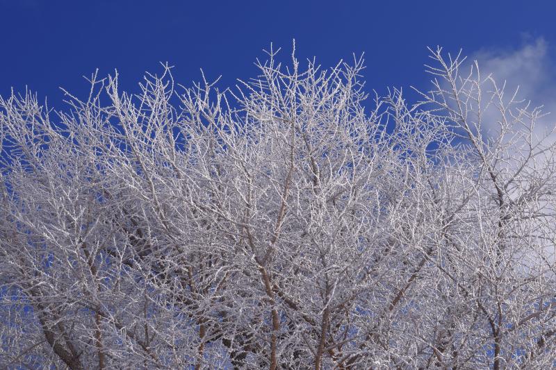 [ 青空と霧氷 ]  高原の真っ青な空。凍りついた枝の白が青空に映えます。