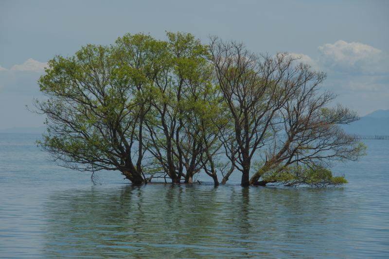琵琶湖の水中木| 水面から扇型に顔を出す水中木は存在感があります。水中木の後ろに夕日が沈むので、サンセット撮影に適しています。