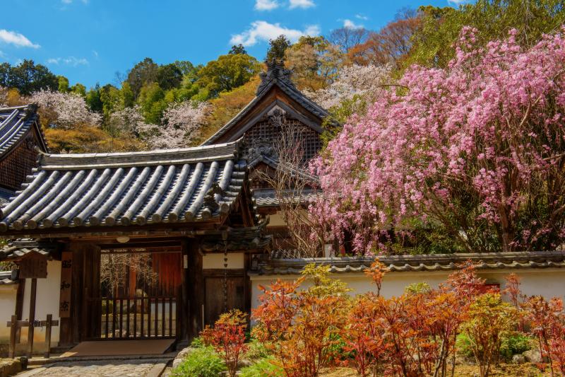 [ 長谷寺の桜 ]  