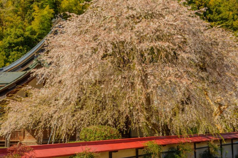 教安寺のしだれ桜| 