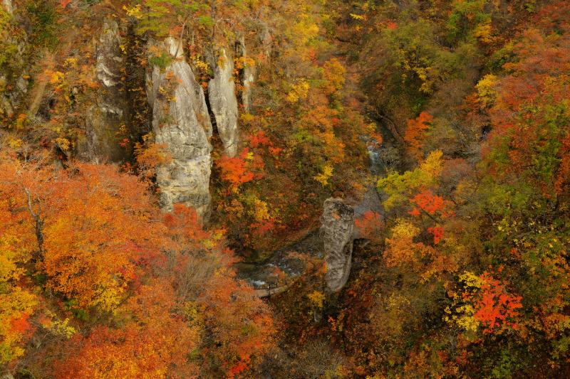 鳴子峡 紅葉| 