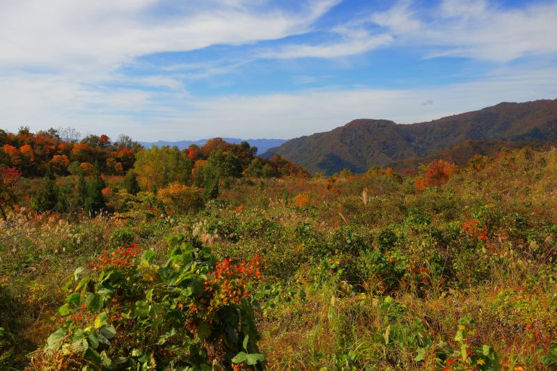 [ 八海山 ]  