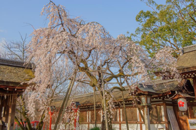 平野神社| 