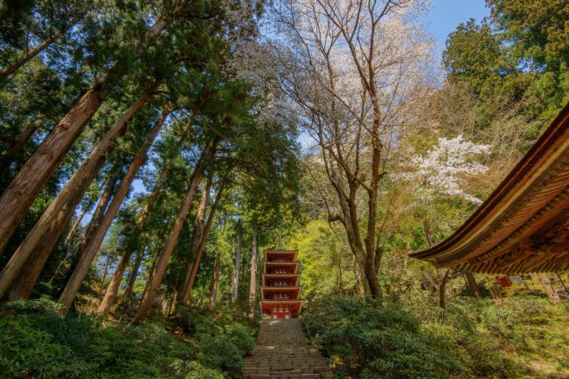 [ 室生寺の桜 ]  