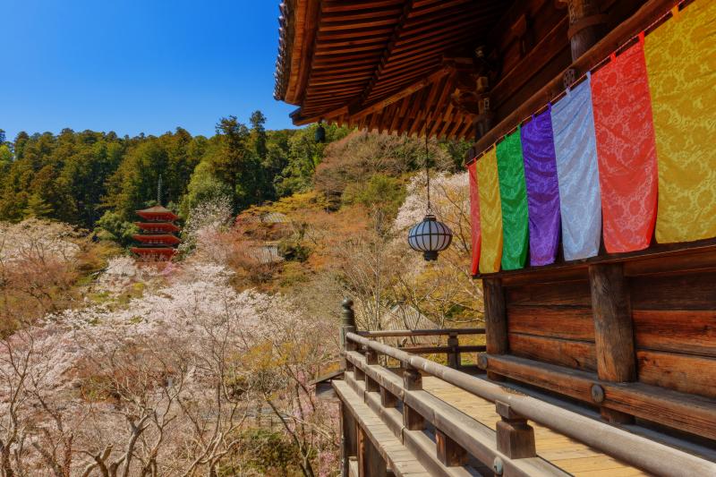 [ 長谷寺の桜 ]  