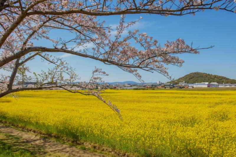 藤原宮跡の桜| 