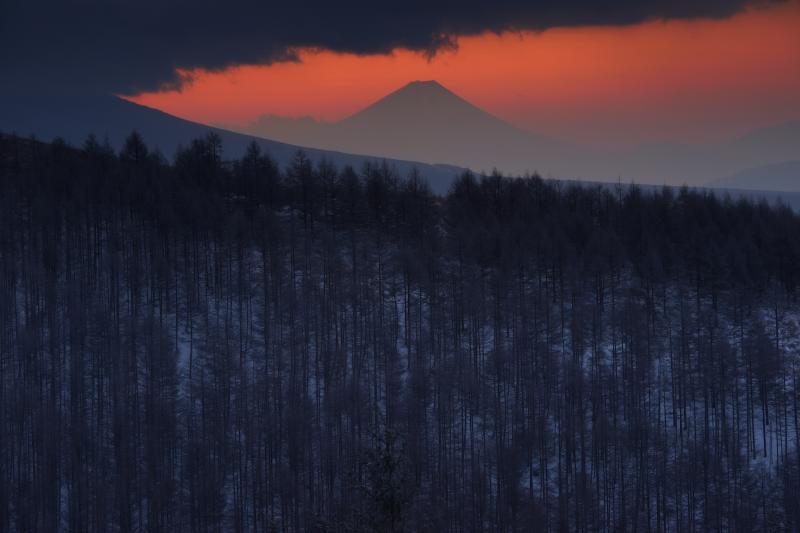 [ 朝焼けと富士山 ]  霧ヶ峰からは富士山が良く見えます。カラマツ林の奥、空が赤く焼け、富士山のシルエットが美しく浮かび上がっていました。