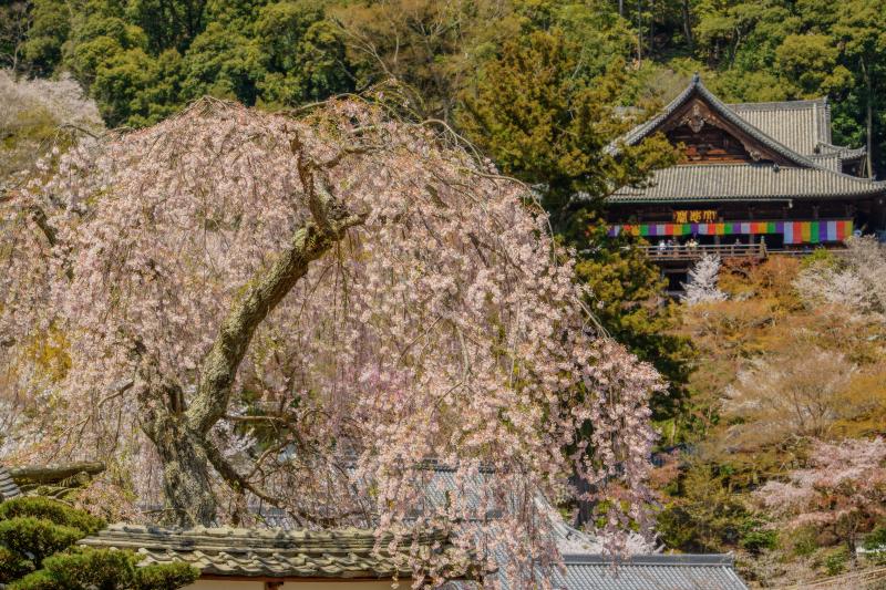 [ 長谷寺の桜 ]  