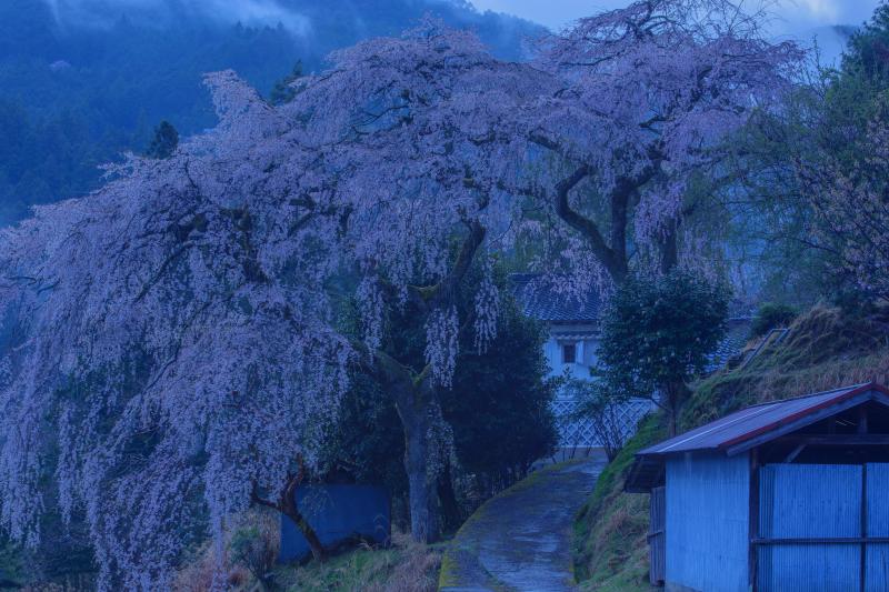 貝原のしだれ桜| 