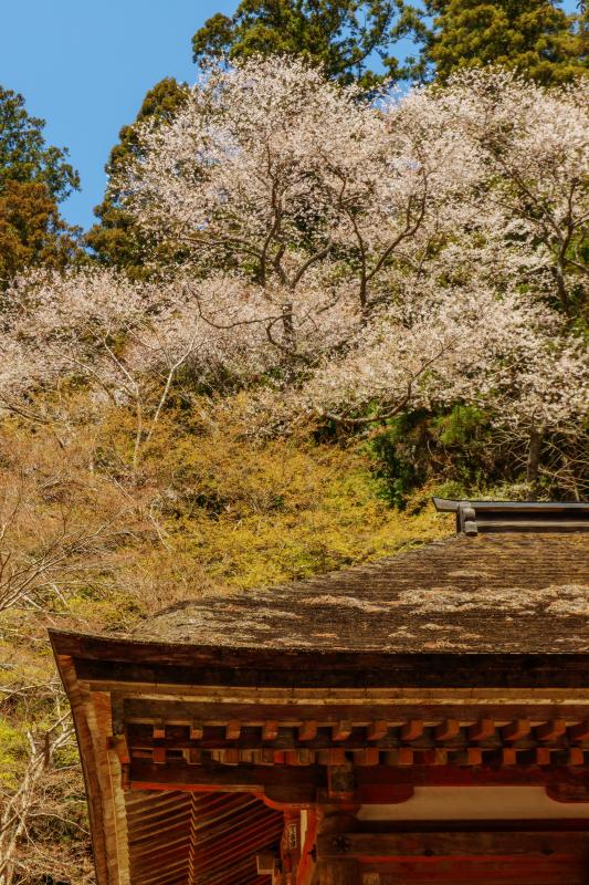 [ 室生寺の桜 ]  