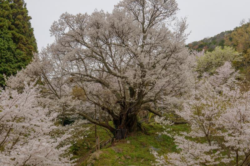 佛隆寺千年桜| 