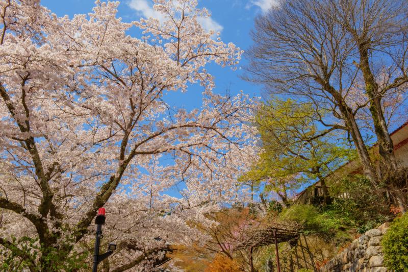 [ 長谷寺の桜 ]  