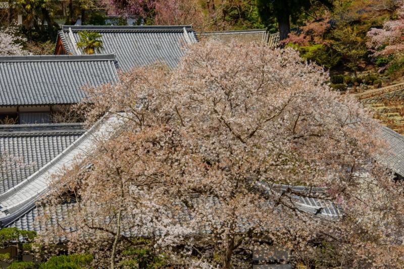 [ 長谷寺の桜 ]  