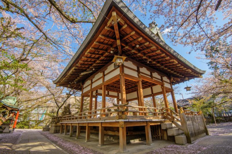 天孫神社の桜| 