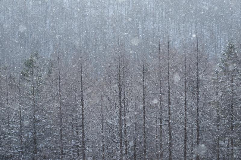 [ カラマツ林と雪 ]  撮影していると、雪が空から静かに舞い降りてきました。雪の前ボケが美しく、幻想的な写真になりました。