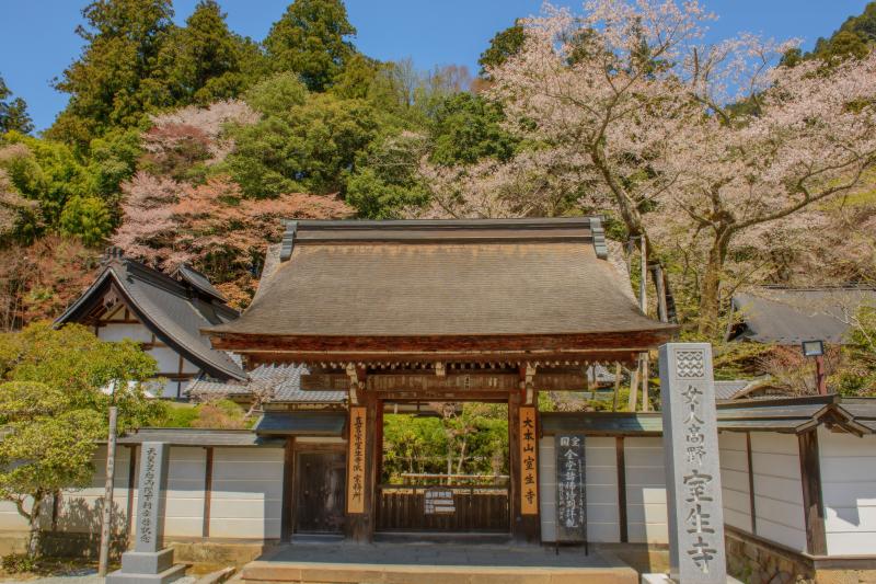 [ 室生寺の桜 ]  