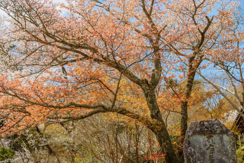 [ 長谷寺の桜 ]  