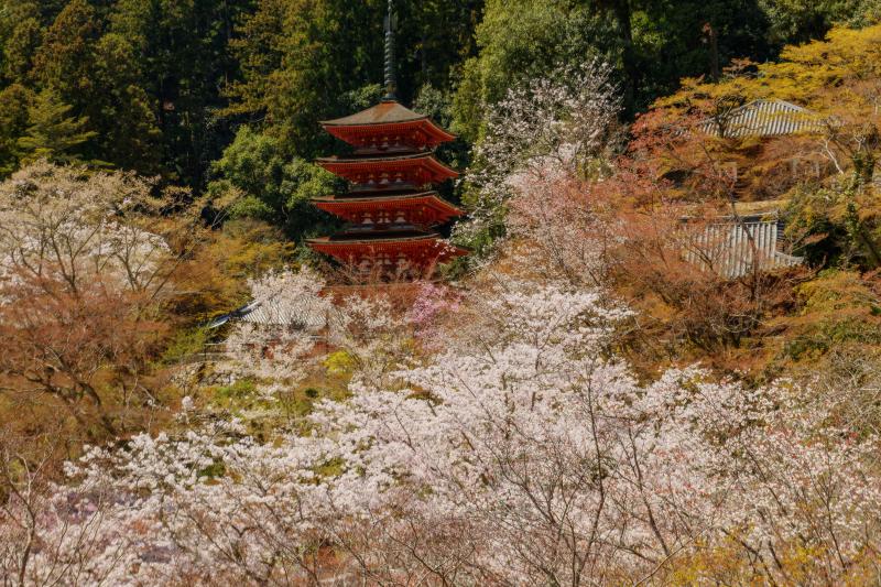 長谷寺の桜| 