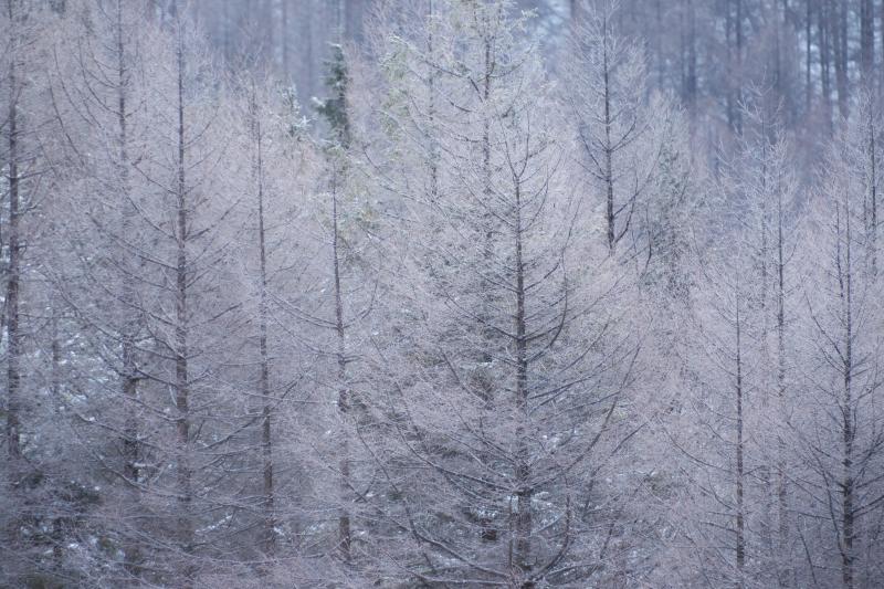 [ 霧ヶ峰の霧氷 ]  よく冷えた朝、カラマツが白く輝き、美しい光景が広がっていました。