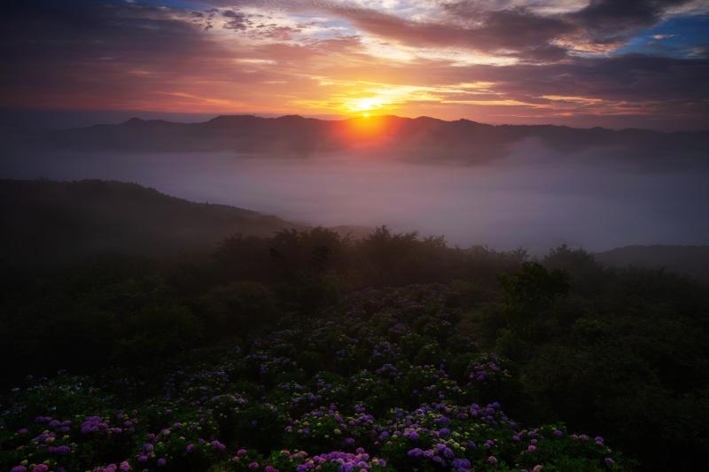 [ 美の山の紫陽花と雲海 ご来光 ]  稜線から太陽が顔を出し始めると雲海が動き出し、神秘的な紫陽花風景になりました。