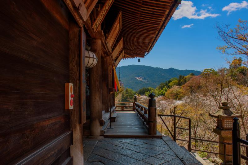 [ 長谷寺の桜 ]  