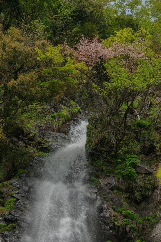 [ 天滝と桜 ]  滝の上部では新緑の中に山桜が花を咲かせていました。