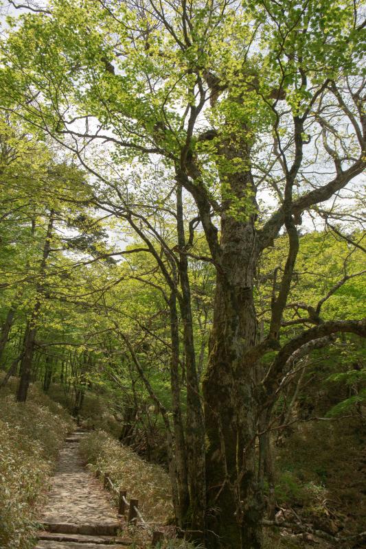 [ 大台ケ原 ]  