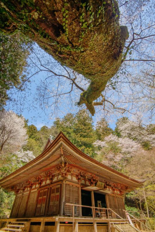 [ 室生寺の桜 ]  