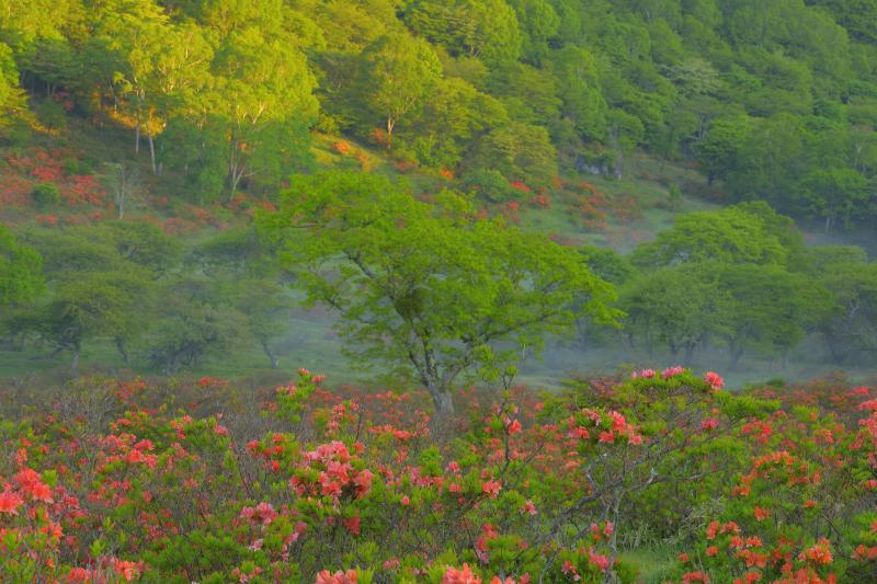 [ 白樺牧場 レンゲツツジ ]  