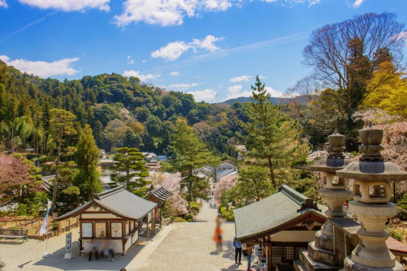 [ 長谷寺の桜 ]  