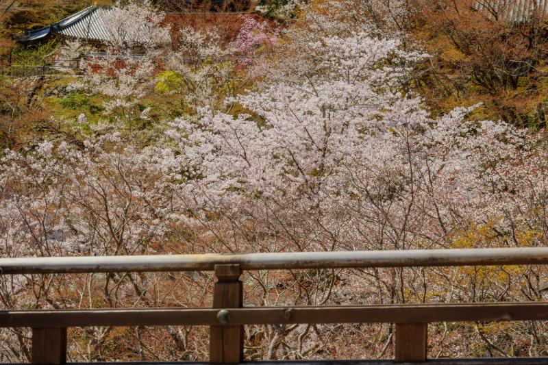 [ 長谷寺の桜 ]  