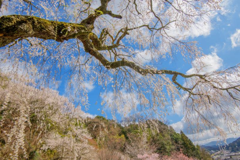 天益寺のしだれ桜| 