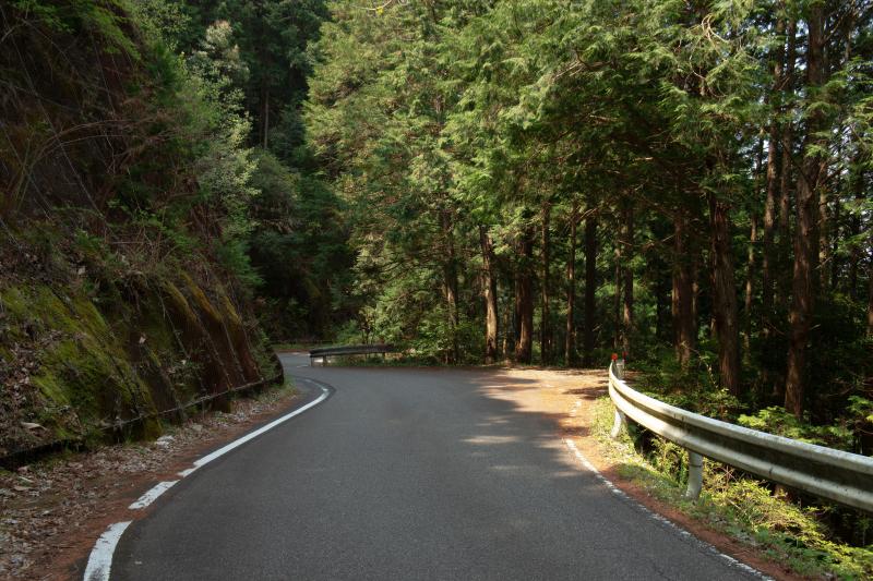 [ 丸山千枚田俯瞰 ]  