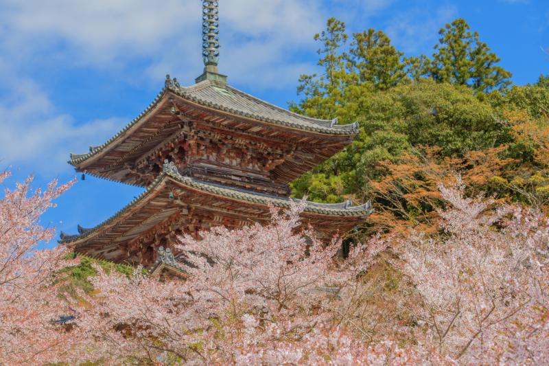 壺阪寺の桜| 