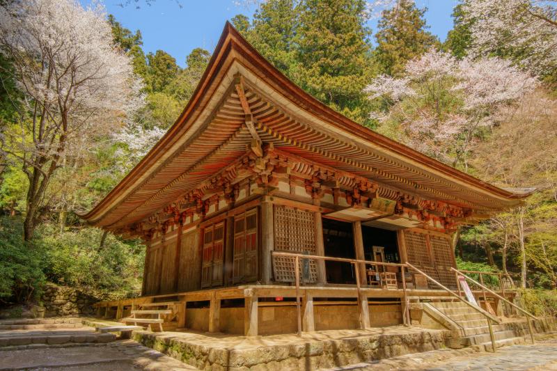 [ 室生寺の桜 ]  