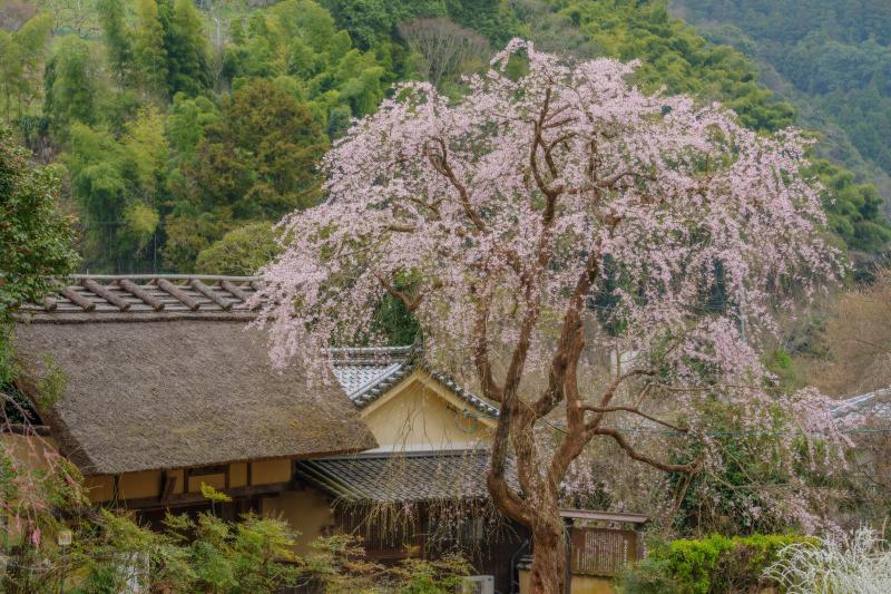 賀名生皇居跡の枝垂桜| 