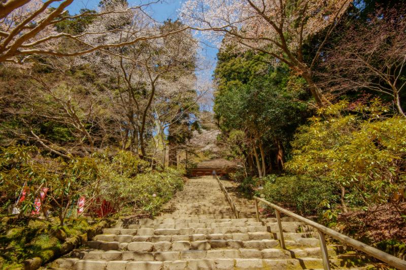 [ 室生寺の桜 ]  