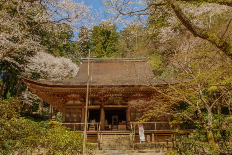 [ 室生寺の桜 ]  