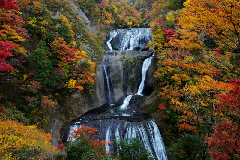 錦秋の袋田の滝| 幾段もの流れが美しい静かな巨瀑。赤やオレンジの紅葉が滝を囲み、カラフルな滝に。